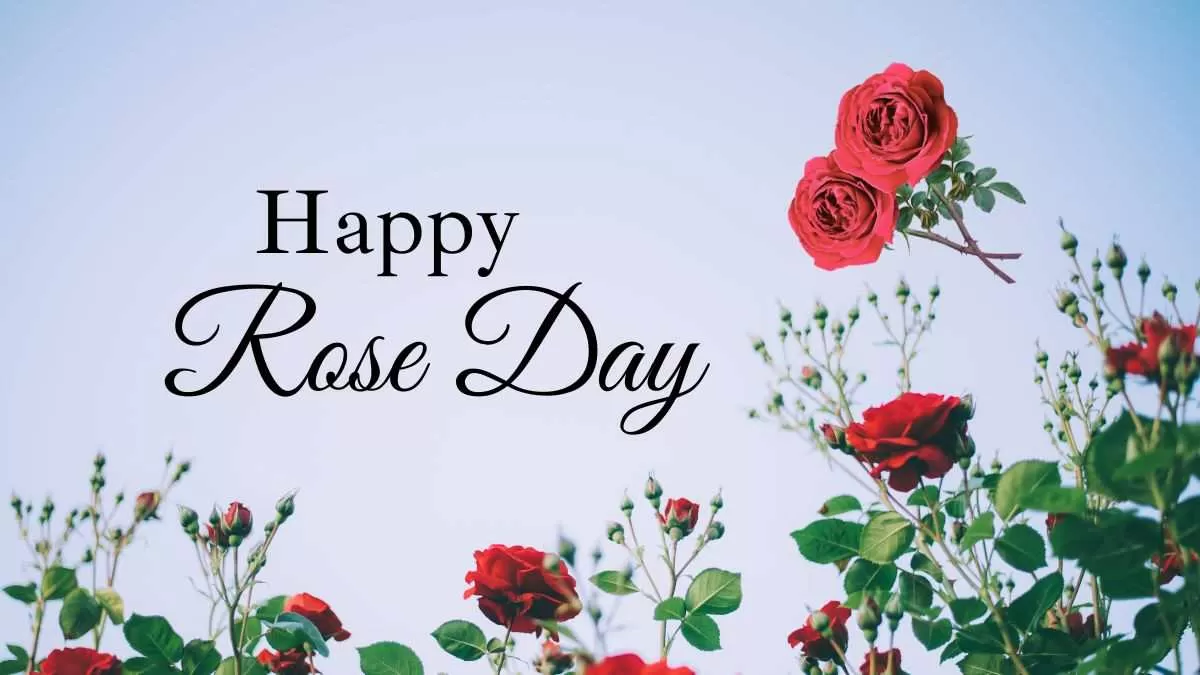 Celebrate Roses Happy Rose Day 2025 – daneelyunus