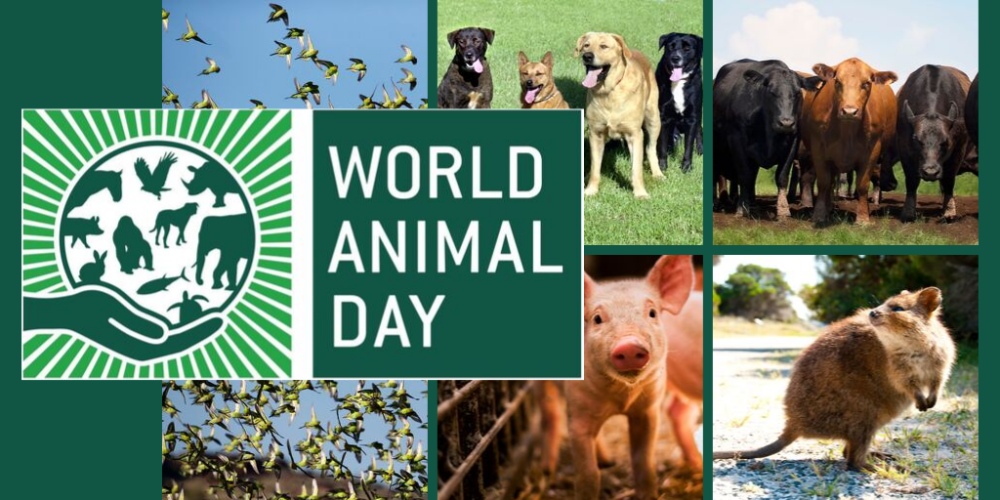 World Animal Day 2025 – daneelyunus